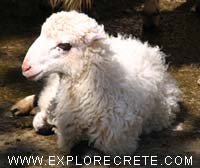 Kretisches Lamm