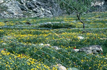 Loutro in Kreta, Blumen