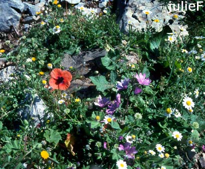 Loutro in Kreta, Wildblumen