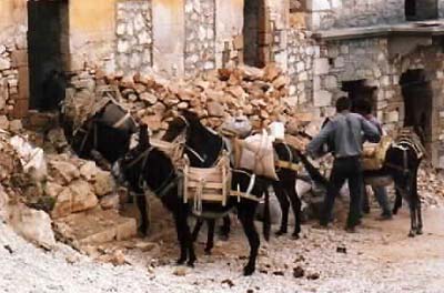 donkeys in Crete, Greece, traditional life