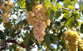 Tros witte druiven