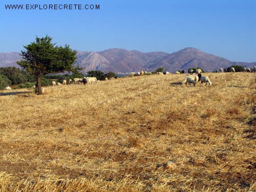 crete in the summer