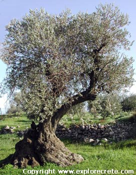 dikke olijfboom kreta