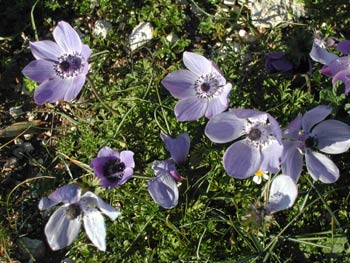 crete wildflowers