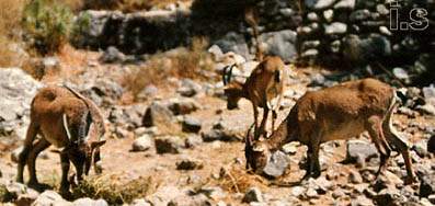 Kri-Kri, die wilden Ziegen Kretas in der Samaria Schlucht