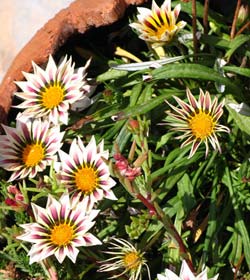 flowers crete