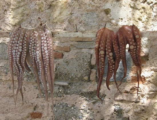 Octopus. Chania