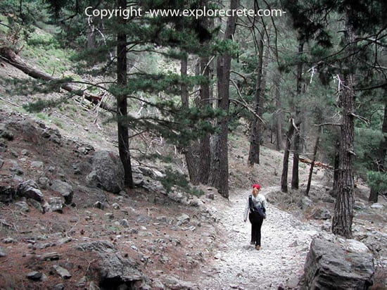 Samaria Gorge trees