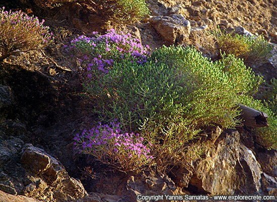 thyme, an aromatic herb