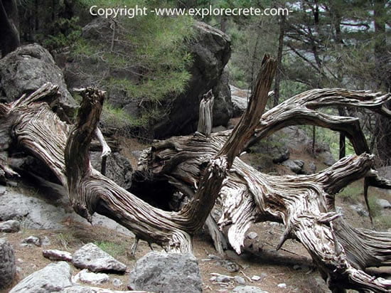 Samaria Gorge beauty