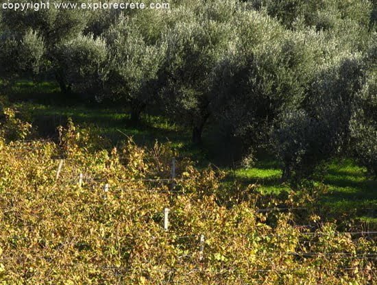 vines and olive trees in Crete