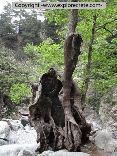 Samaria Gorge: tree trunk in Smaria Gorge