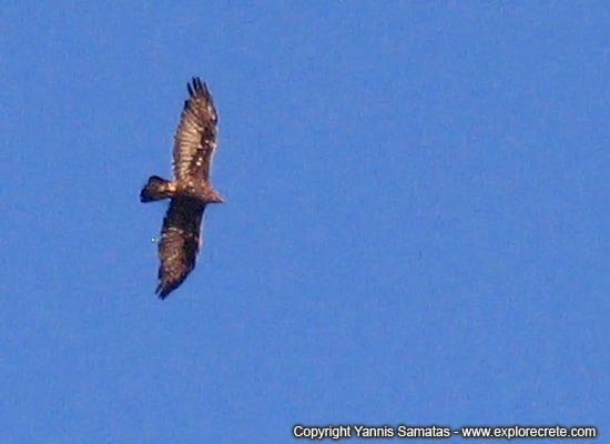 bird of prey in the sky of Crete