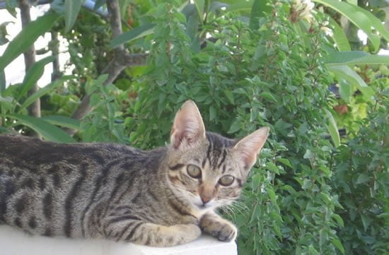 Wild cat in Agia Marina