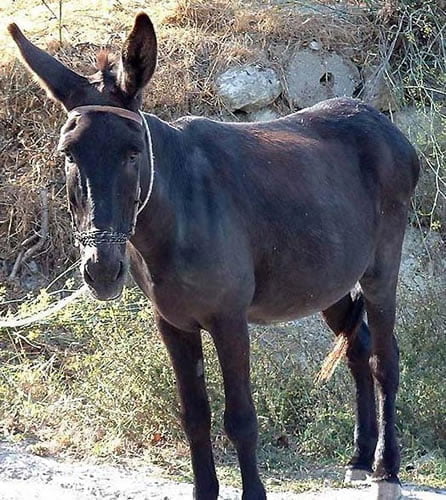 Donkey at Kastelli 