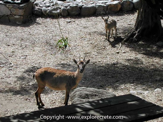 wild goats kri kri