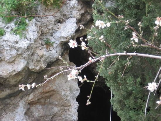 Nikos Kazantzakis Almond Tree in Spilia