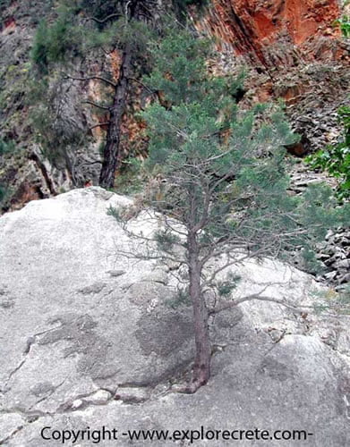 tree growing on rock