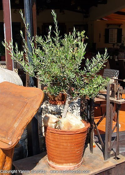 olive tree in a pot