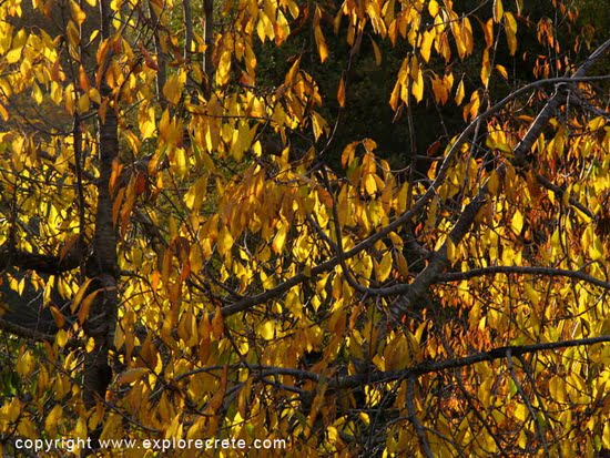 yellow leaves, autumn