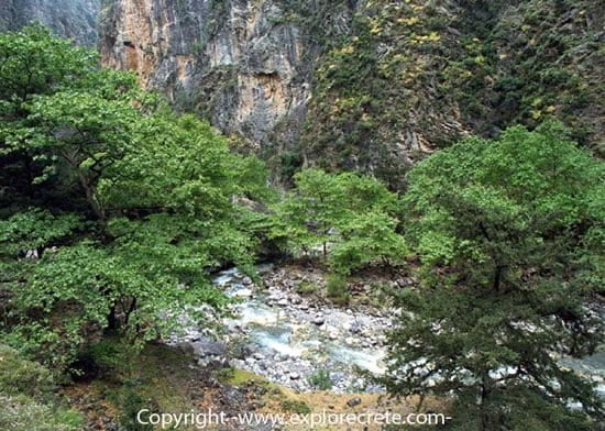 plane trees in Samaria