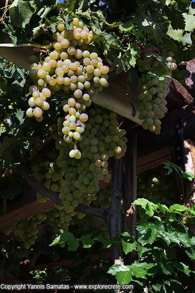 grape on the vine