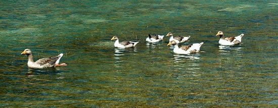 ducks, Lake Kournas 