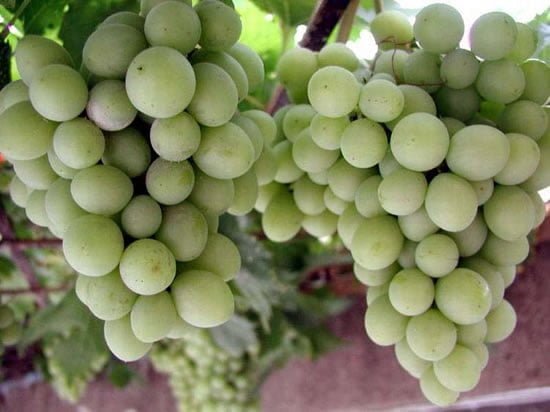 Grapes / Winogrona 