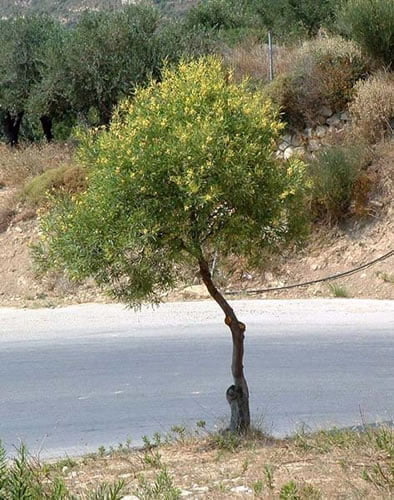 Tree Falasarna 