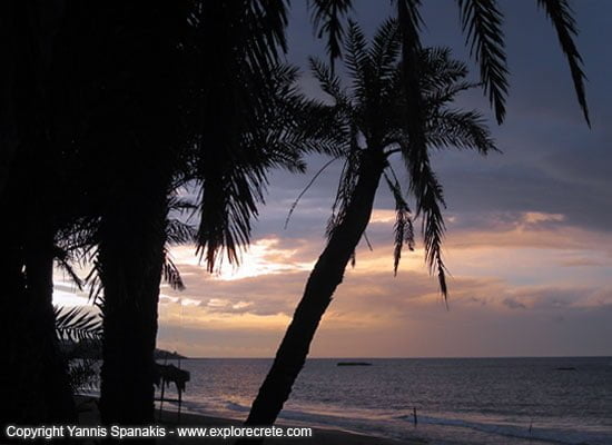 Stalis: sunset palm trees