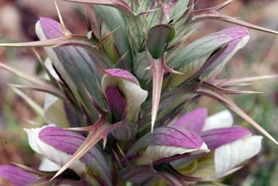 Acanthus Spinosus