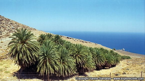 palm grove at Agios Antonios 