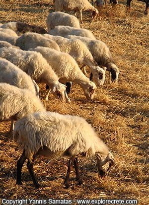 πρόβατα τρώνε λιγοστό ξερό χορτάρι στα Αστερούσια
