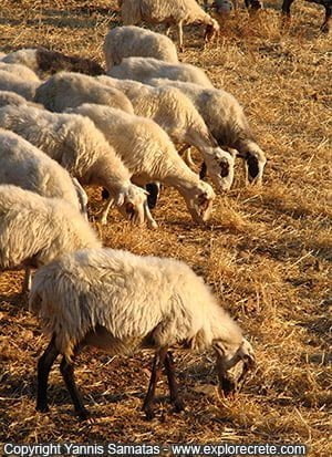 sheep at asterousia mountains