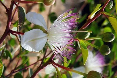 Capparis Spinosa