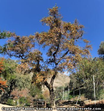 the plane tree of Zeus and Europe in Gortys Crete