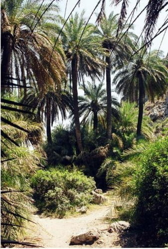 Preveli palm trees