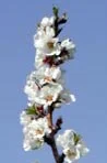 almond tree