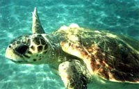 caretta sea turtle
