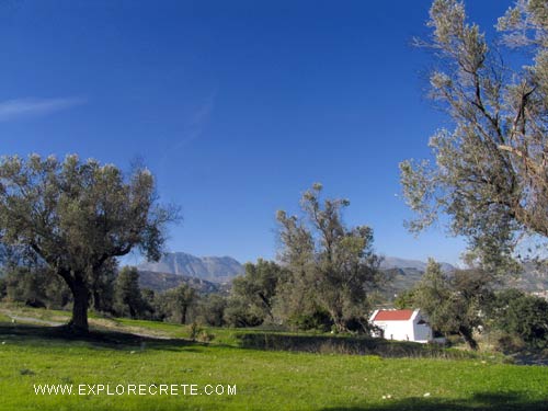 olive grove with small church in Crete