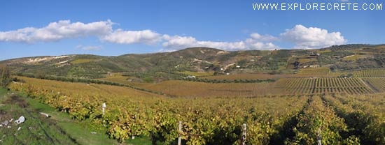 vineyards in autumn in Crete
