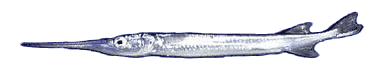 needlefish