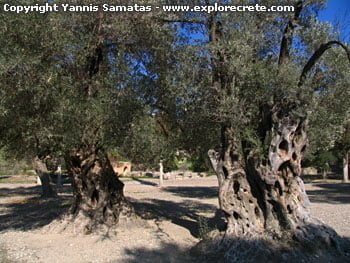 Gortys, the old olive trees