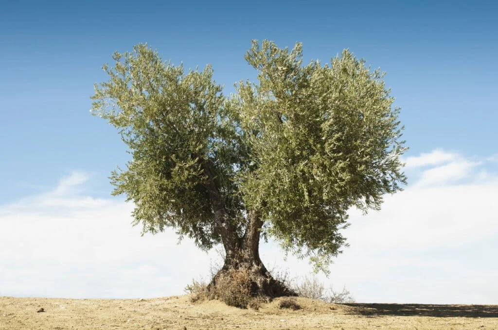 olive tree