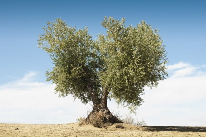 Olive Tree history