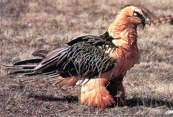 Gypaetus Barbatus (bearded vulture) in Crete