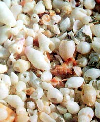seashells on chrissi beach