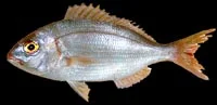 pandora fish