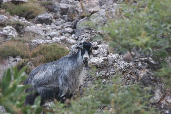 A goat in Aradaina gorge