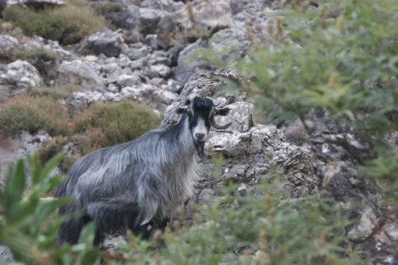 34loutro A goat in Aradaina gorge